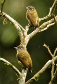 Picumnus lafresnayi