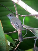 Elaenia spectabilis