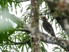 Turdus lawrencii