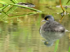 Tachybaptus dominicus