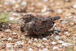 Chordeiles pusillus