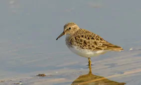 Calidris minutilla