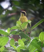 Conopias cinchoneti