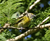 Hylophilus thoracicus