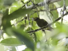 Chlorothraupis olivacea