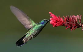 Colibri cyanotus