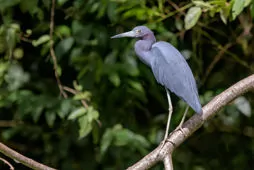 Egretta caerulea