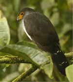 Micrastur gilvicollis