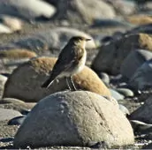 Syrtidicola fluviatilis