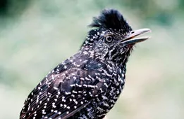 Thamnophilus tenuepunctatus
