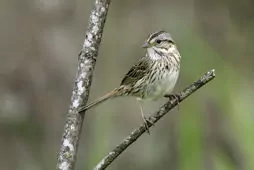 Melospiza lincolnii