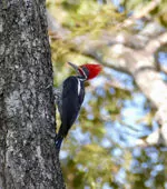 Dryocopus lineatus