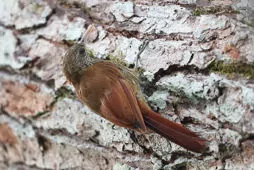 Lepidocolaptes duidae