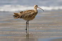 Numenius americanus