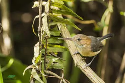 Ramphocaenus melanurus