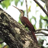 Nasica longirostris