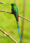 Aglaiocercus kingii