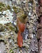 Deconychura longicauda