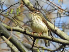 Parkesia motacilla