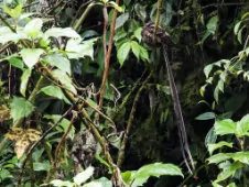 Uropsalis lyra