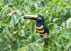 Pteroglossus pluricinctus