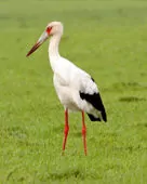 Ciconia maguari