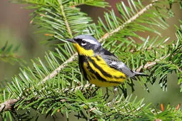 Setophaga magnolia