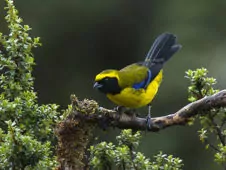 Tephrophilus wetmorei