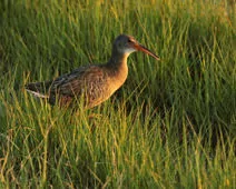 Rallus longirostris