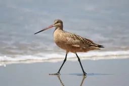 Limosa fedoa