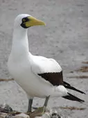 Sula dactylatra