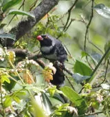 Saltator cinctus