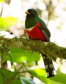 Trogon personatus