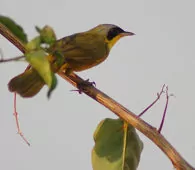 Geothlypis aequinoctialis