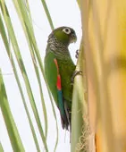 Pyrrhura melanura