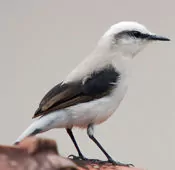 Fluvicola nengeta