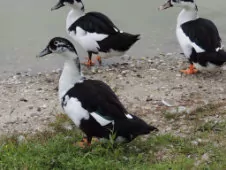 Cairina moschata x Anas platyrhynchos