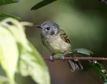 Phylloscartes ophthalmicus