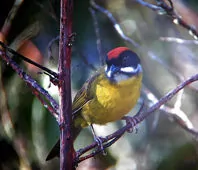 Atlapetes albofrenatus