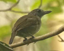 Thamnophilus murinus