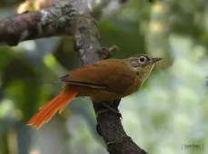 Anabacerthia striaticollis