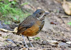 Grallaria alleni