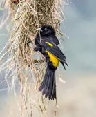 Cacicus chrysonotus