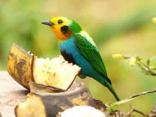 Chlorochrysa nitidissima