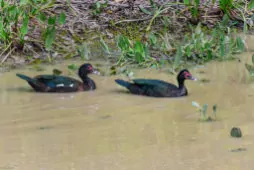 Cairina moschata