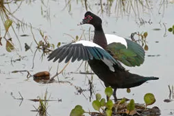 Cairina moschata (Domestic type)