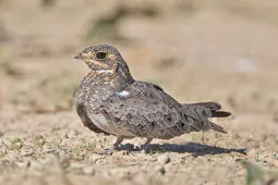 Chordeiles nacunda