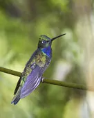 Campylopterus villaviscensio
