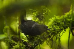 Scytalopus vicinior