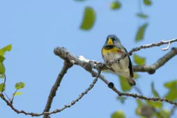 Setophaga americana